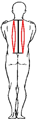 Динамические мышцы при ровной спине Динамические мышцы при ровной спине